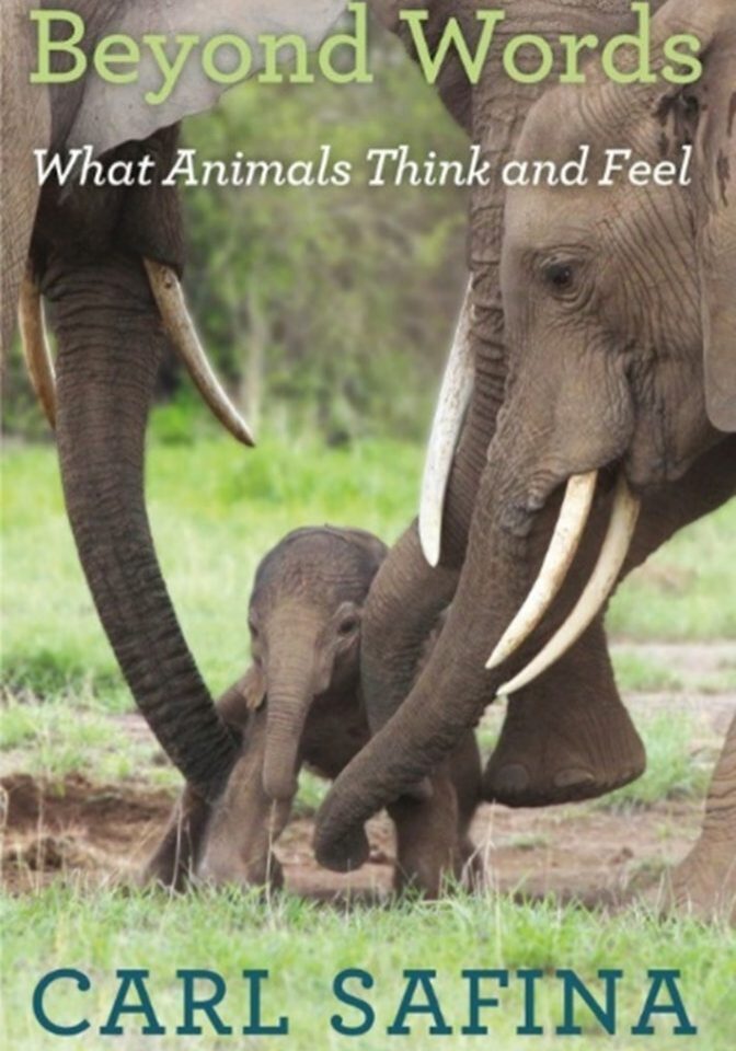 Carl Safina What Animals Think Book Review by Amy Lou Jenkins